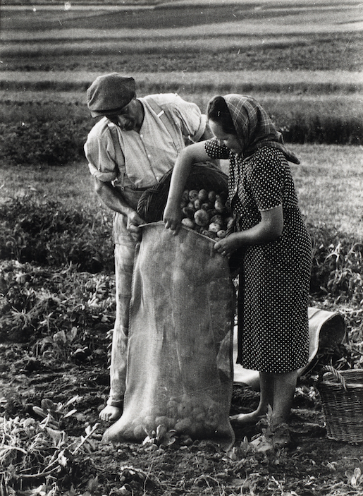 Bild: Jakob Tuggener, Kartoffelernte, Müntschemier, 1944 © Jakob Tuggener Stiftung / Fotostiftung Schweiz
